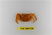 藏品(白紋方蟹)的圖片